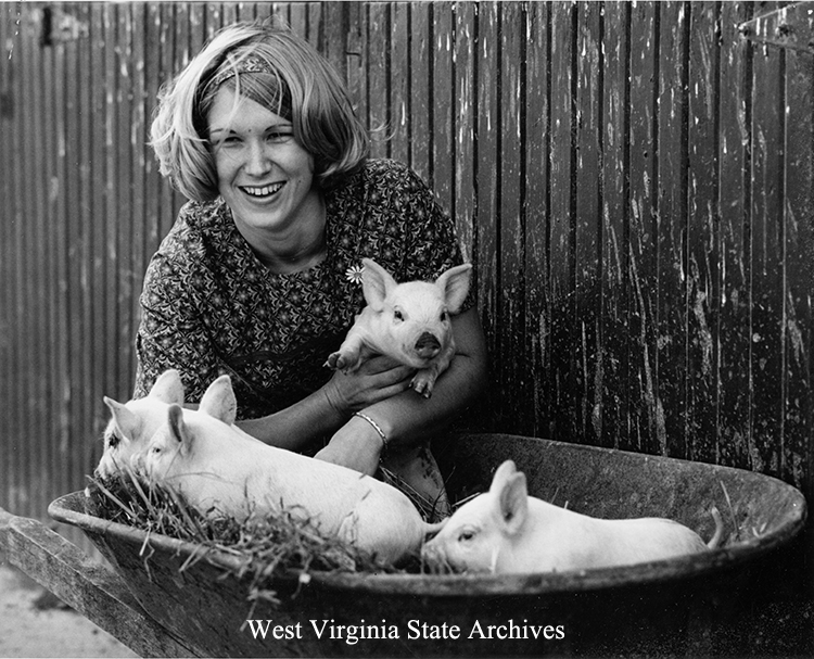 Judy Harvey and piglets, Monongalia County, 1969. WV Historical Education Foundation Collection, West Virginia State Archives (Farms 015)