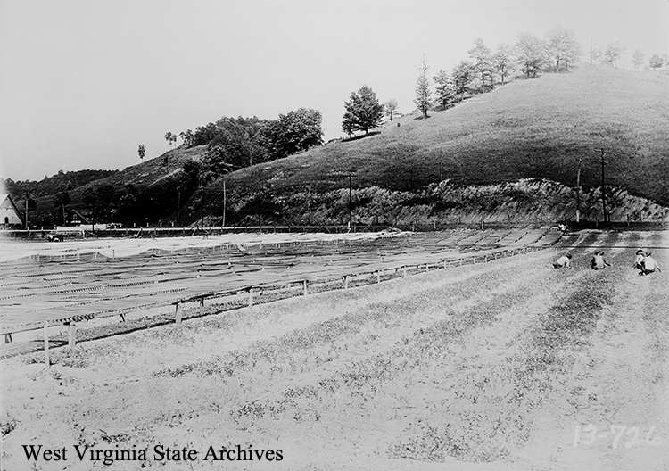 Civilian Conservation Corps, Reedy tree nursery at mouth of Cranesnest Run on Route 14, 1930s. Gene Elmore Collection, West Virginia State Archives (210312)