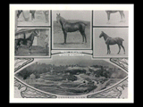 Composite of general view of Vancroft farm and stables and pictures of individual horses.