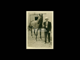Unidentified man holding reigns on horse.