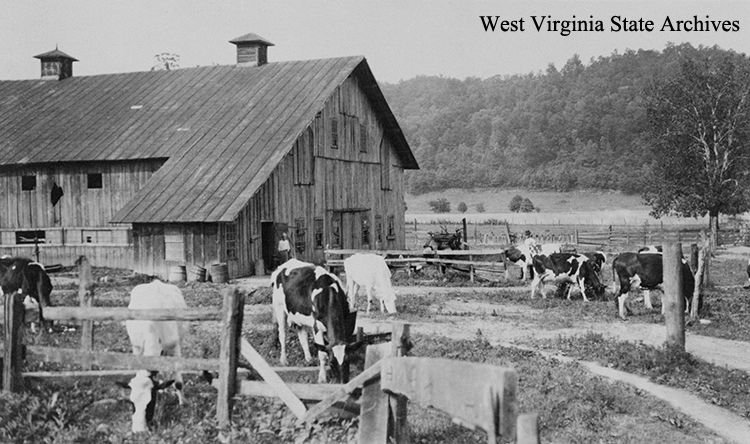 Holstein herd at Walnut Grove, the Summers family property in Putnam County, 1921. Lucy Summers Quarrier Collection, West Virginia State Archives (334304)