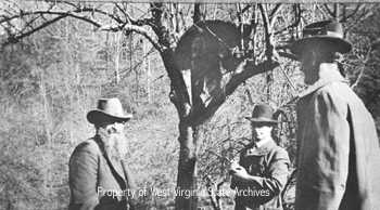 "Devil Anse" with two unidentified men and bear in
tree"