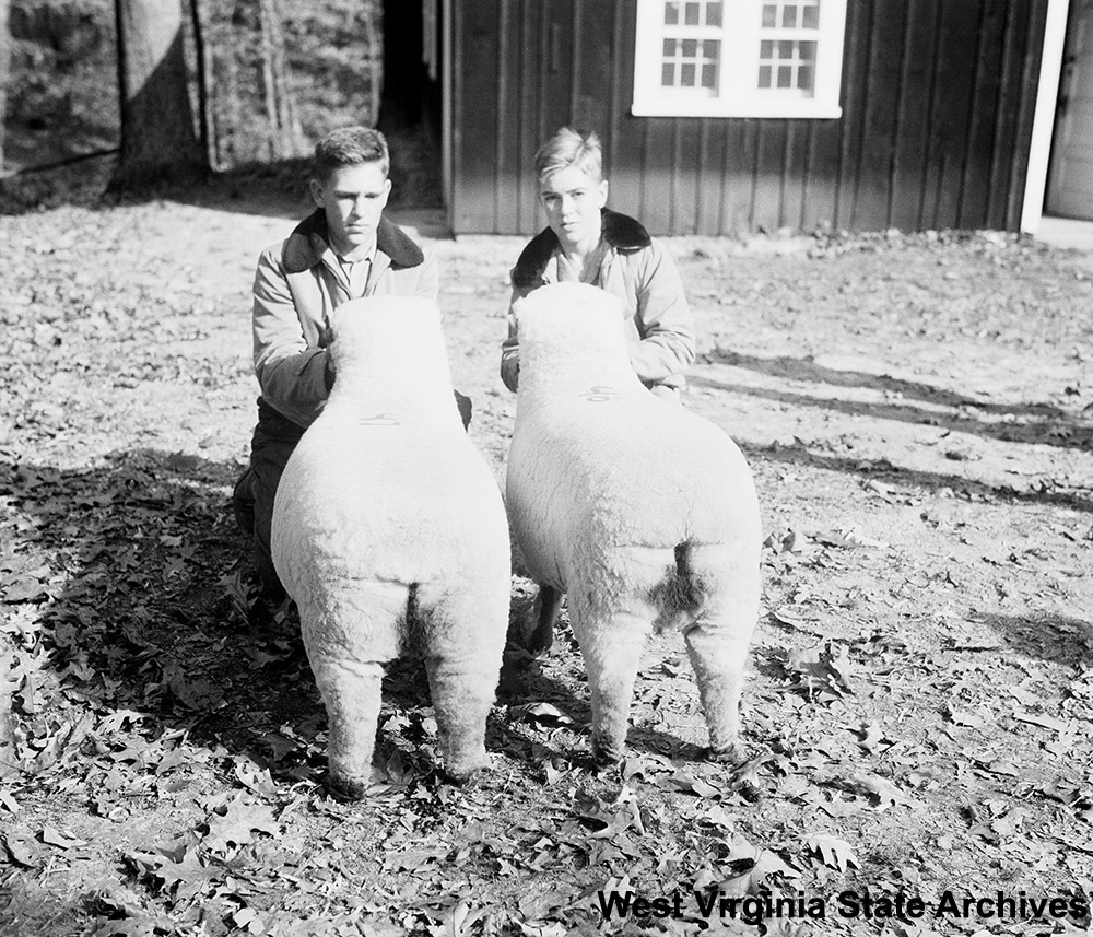 Sheep show at Jackson's Mill, November  10, 1943. Clarksburg Exponent Collection, West Virginia State Archives (cx13929)