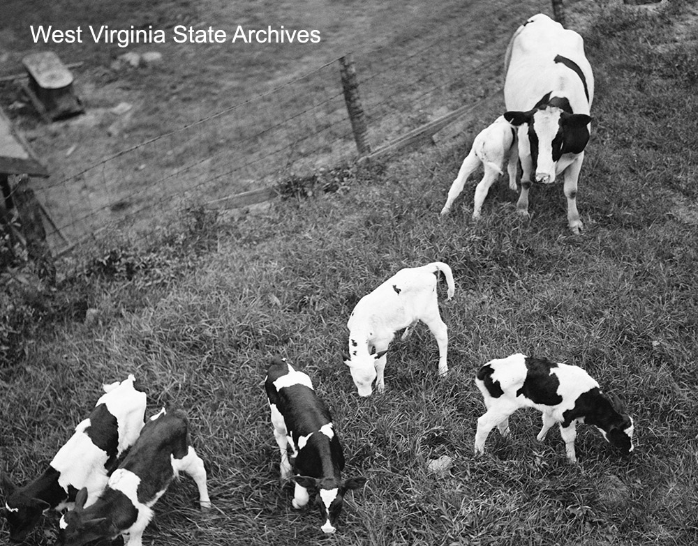 A Holstein cow and her sextuplet calves, born on Pieter Poth's dairy farm in Harrison County, September 1937. Clarksburg Exponent Collection, West Virginia State Archives (cx15219)